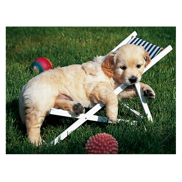 Puzzle Golden Retriever, 500 Piese