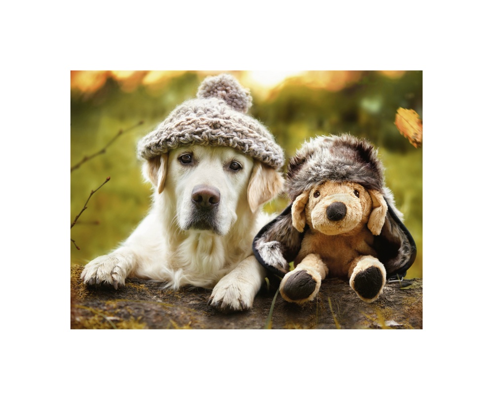 Puzzle Labrador Palarie, 500 Piese